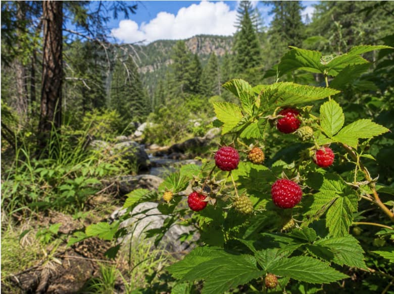Berries Without Damaging the Patch