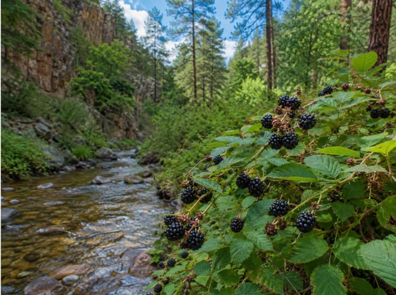 Berry Season Around Payson