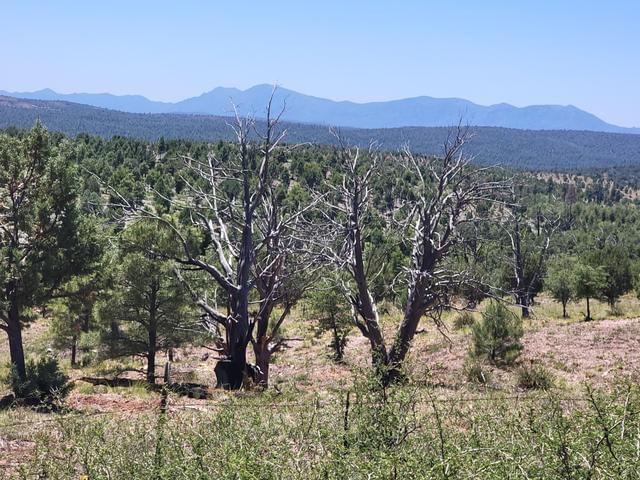 41 & 42 Antelope Trail, Payson, AZ 85541